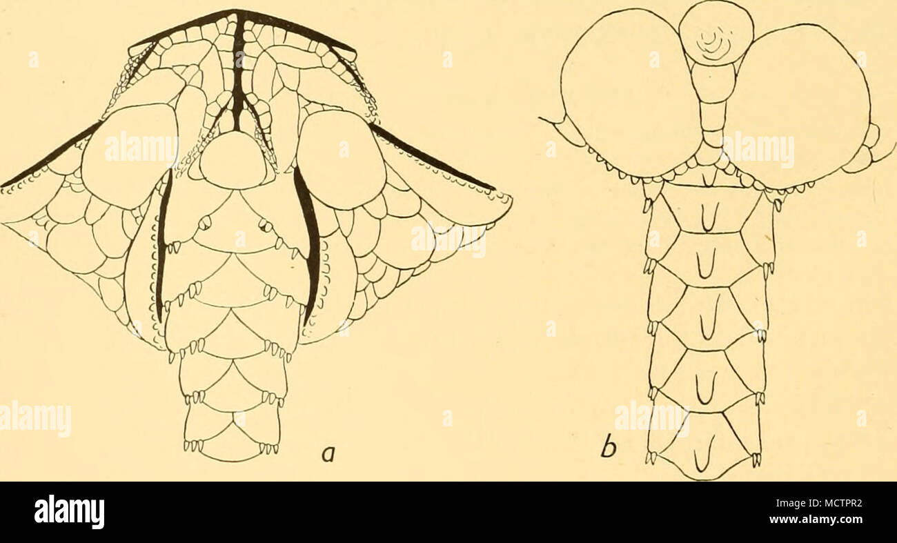 . Fig. 36. Ophiurolepis gelida (Koehler). a, Part of oral side, x6. b, Part of dorsal side, x8. Stock Photo