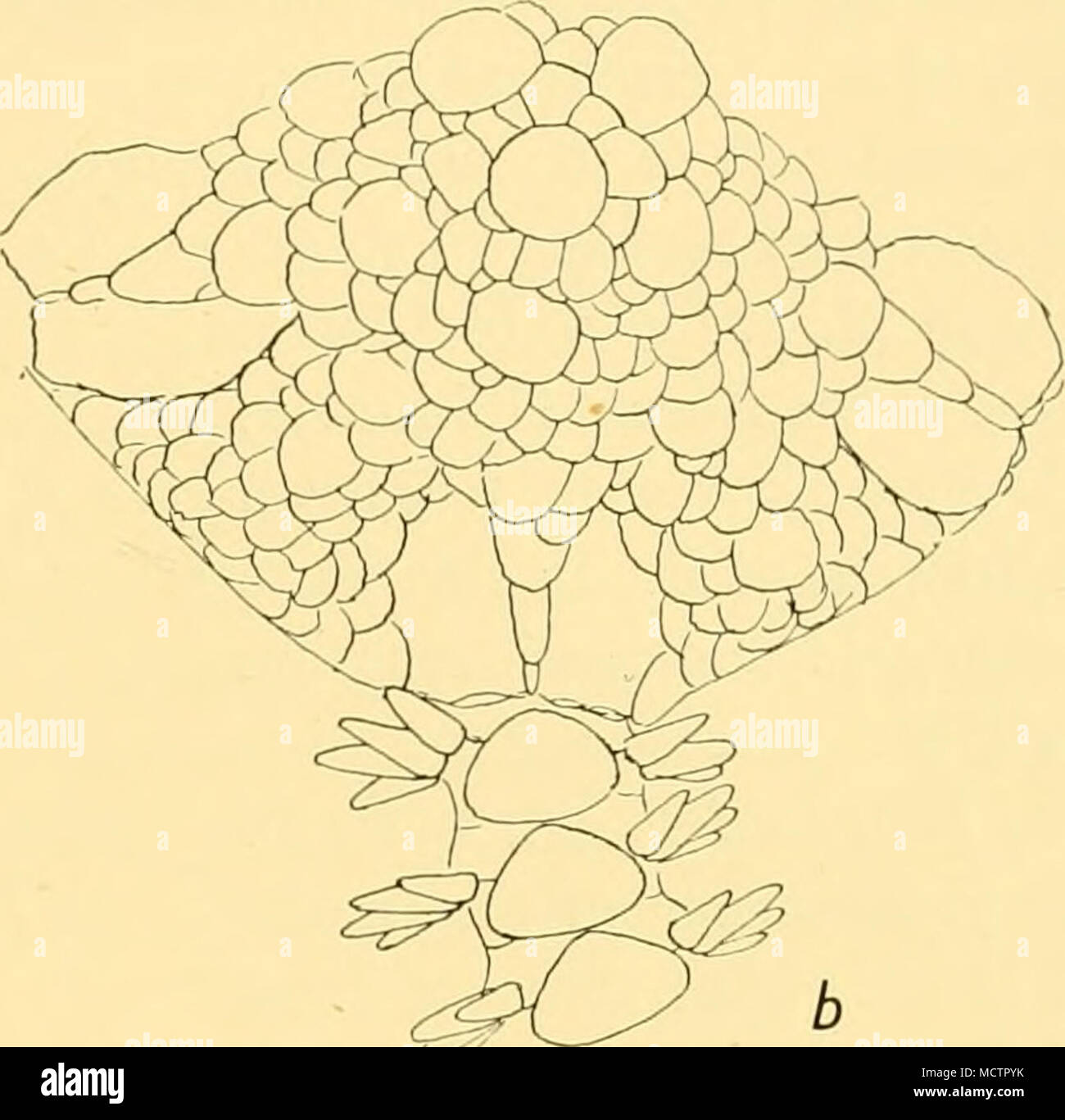 . fes^ Fig. 20. Amphhira da Cunhae, n.sp. Part of oral side («) and dorsal side (6). X22'5. The species has separate sexes, but the eggs are rather large, so it is not improbable that it will prove to be viviparous. There is only one female gonad at each bursa, placed interradially; two male gonads, likewise at the interradial side of the genital slit. It seems evident that this species is closely related to the South African A. albella, Mortensen, from which it is distinguished mainly by the more scale-covered ventral interradii. Perhaps it should rather be designated only as a variety of the Stock Photo