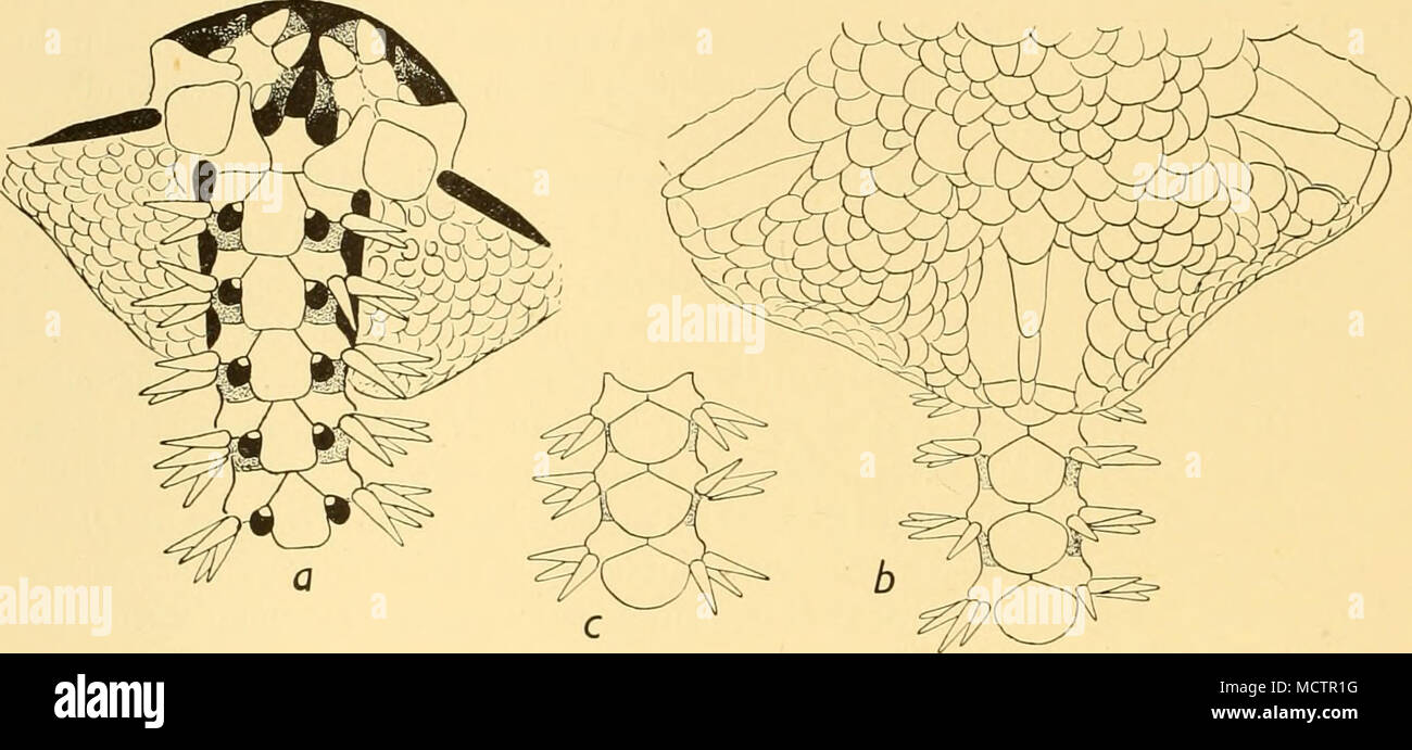 . Fig. 12. Amphiura microplax, var. disjuncta, n.var. Part of oral side (a) and dorsal side (b). Dorsal side of arm joints from the middle of the arm (c). a, &lt;25; b and c, &lt;20. b, c, drawn from a larger specimen than that from which Fig. a was drawn. separate from typical microplax. But the fact that the latter is viviparous and apparently parthenogenetic—no males having been found—whereas the present form has separate sexes^the males being particularly conspicuous—and is probably non-viviparous, necessitates keeping it as a distinct form, though very closely related to A. microplax. It  Stock Photo