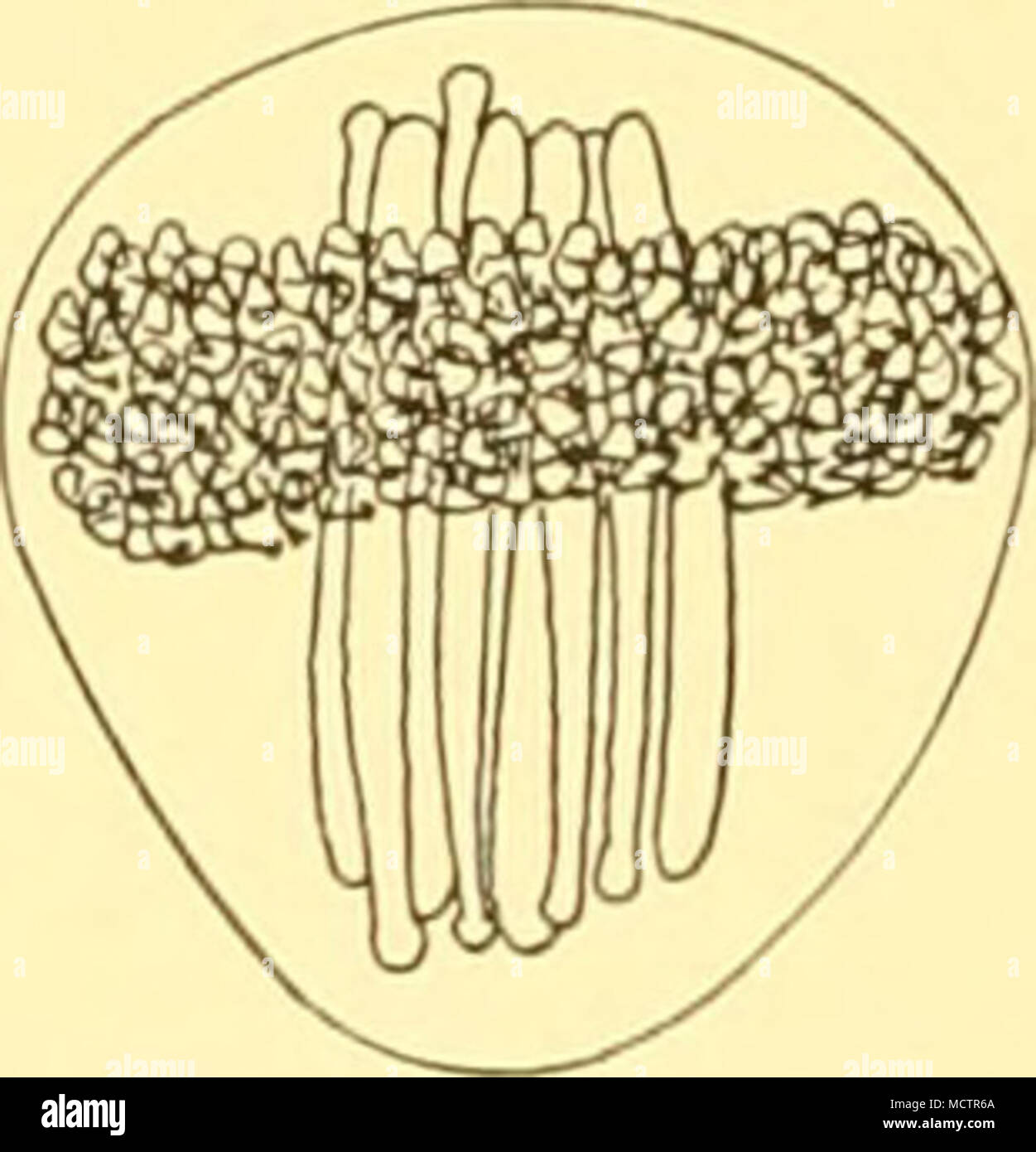 . Fig. 54. Embryonic development in certain species of Tetraxonid