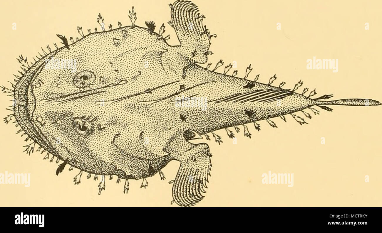 . Fig. 12. Chirolophius kempi. Holotype. x |. LOPHIIDAE Chirolophius kempi, sp.n. St. 279. 10. viii. 27. Off Cape Lopez, French Congo. Large otter trawl, 58-67 m.: i specimen (holotype), 140 mm. Head nearly as broad as long, length (measured to lower angle of gill-opening) about  that of fish. Snout nearly twice diameter of eye, which is about 7 in length of head and a little less than interorbital width. Praemaxillaries with two series of depressible teeth anteriorly and one series of small fixed teeth laterally; teeth in lower jaw in about three series; two teeth on each side of vomer. A pa Stock Photo