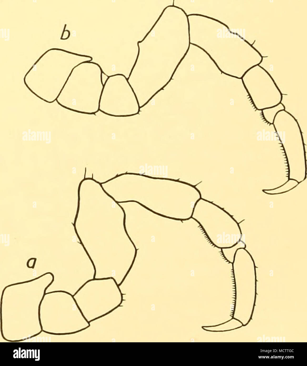 . Fig. 72. Pycnogonum magellanicum},loek: a. Third leg of male. Zi. Same of female—St.WS228. (Both: x 20.) Stock Photo