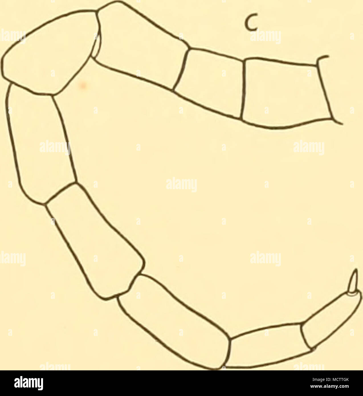 Oviger . Fig. 71. Pycnogonum platylophiim, Loman: a. Third leg of male. b ...