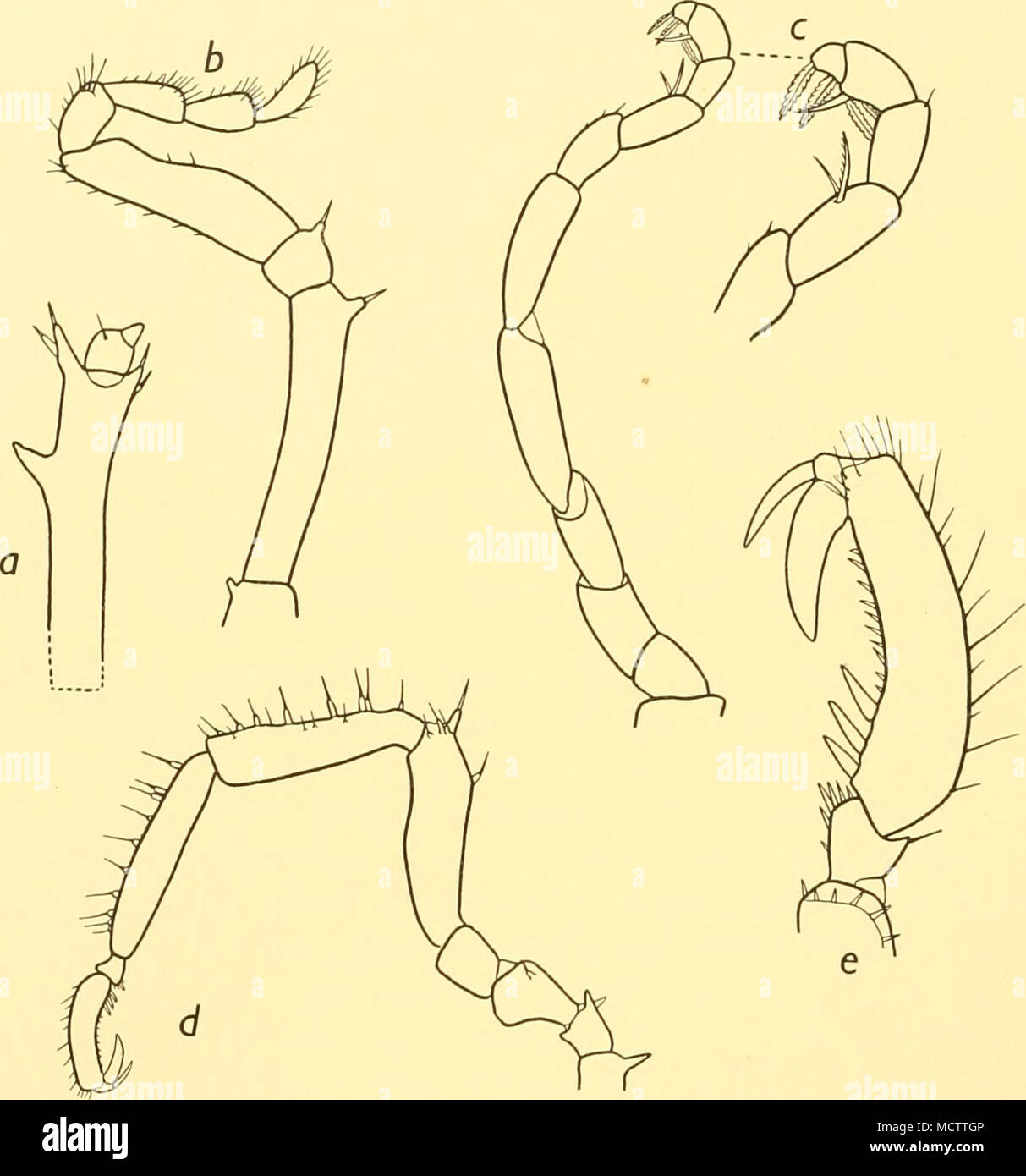 . Fig. 70. Nytnphopsis denikulata,n.sp. Holotype: «. Chelophore, lateral view. Zi. Palp. c. Oviger and terminal segments, further enlarged, d. Second left leg. e. Terminal segments of same, further enlarged, {a, b, c and e: &gt;: 60.) In three species—A^. annatus, Haswell (Flynn, 1919, p. 84, pi. xxi, fig. 18), A^. korotnewi, Schimkewitsch, and A^. muscosus, Loman (1908, pp. 50-53, pi. xiii, figs. 175-188)—the chelophore exceeds the proboscis in length. In the remaining two species—TV. abstrusiis, Loman, and N. denticulata—the chelophore is shorter than the proboscis. The former differs from t Stock Photo