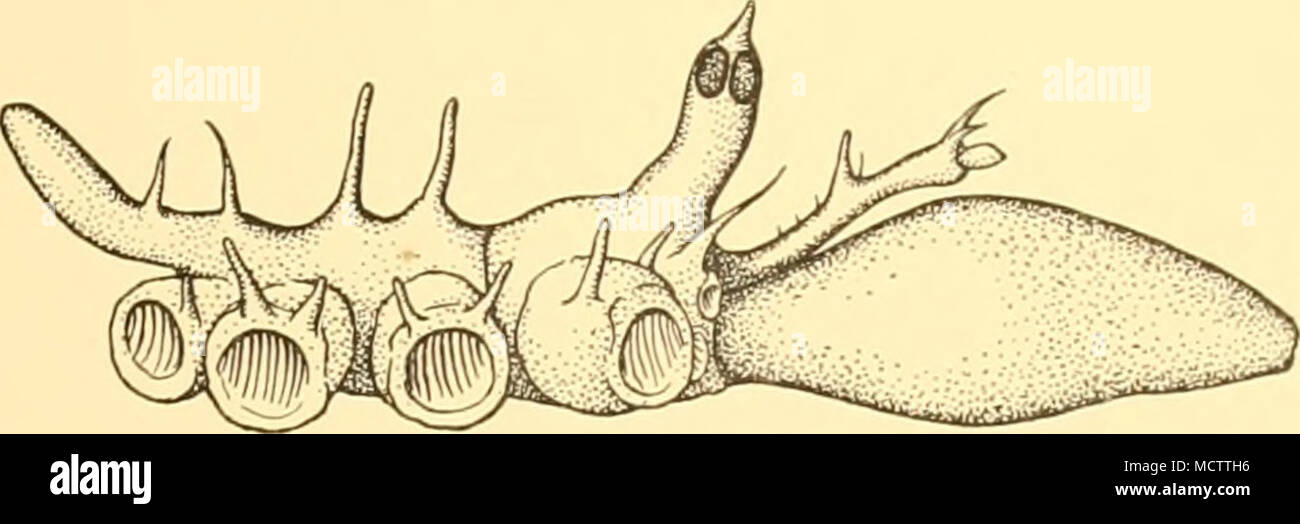 . Fig. 69. Nymphopsis denticulata, n.sp. Holotype. Lateral view of body with chelophore: x 30. Proboscis slightly longer than trunk, ovate, tapering anteriorly to a blunt point (Fig. 69). Abdomen, long, slender, sub-cylindrical, elevated in distal half and reaching a little beyond the distal end of the second coxa; two small spinose projections on proximal half (Fig. 69). Chelophore approximately half as long as proboscis. Scape of almost uniform diameter throughout and consisting of a single segment; a short, stout, spinose process on the mid-dorsal surface, a bifurcated process at the inner, Stock Photo