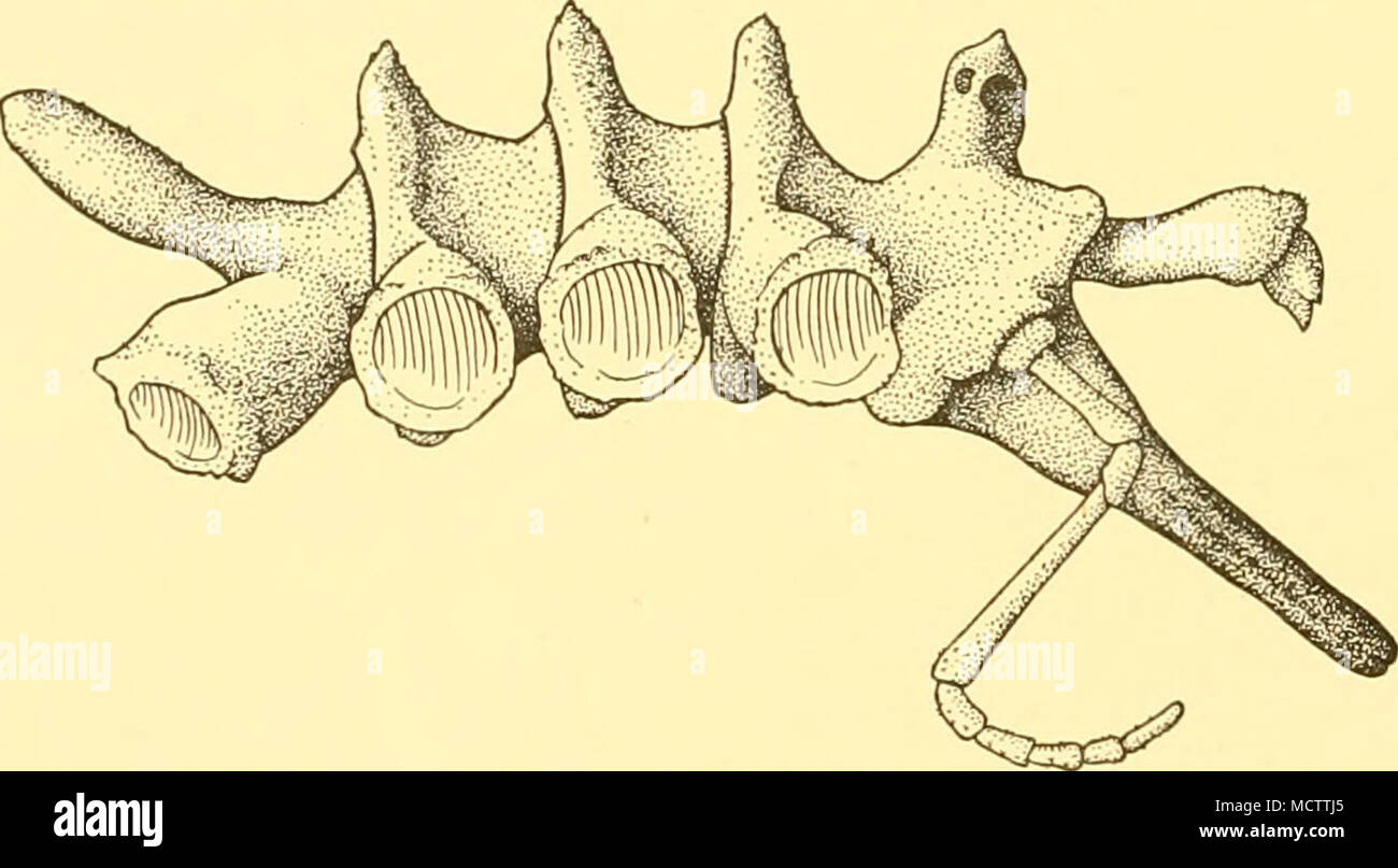 . Fig. 56. Ammothea stylirostris, n.sp. Holotype. Lateral view of body with chelophore and palp: x 5. in the centre to a low, rounded point. Cephalic segment nearly as long as the sum of the three posterior segments, considerably expanded on a level with the ocular tubercle; a low rounded lobe projecting over the base of each scape. Ocular tubercle almost half as high again as wide, tapering abruptly to a point distally. Anterior twice as large as the posterior pair of eyes (Fig. 56). Proboscis approximately two-thirds as long as trunk, straight, widest at base, which is surrounded by a promin Stock Photo