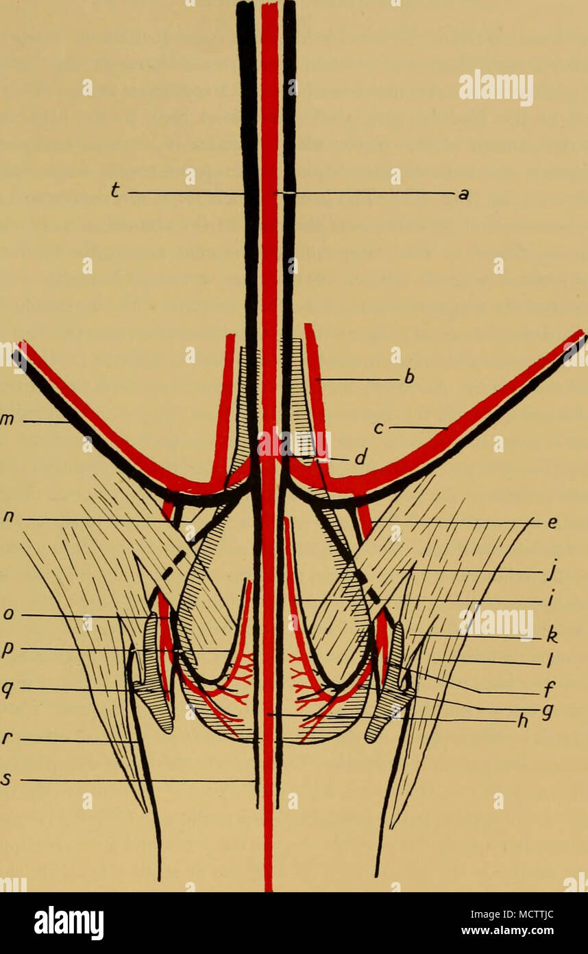 . Fig. 8. Arteries and veins of the genital region in the Fin whale. Diagrammatic. a. Dorsal aorta. b. Hypogastric artery. c. Epigastric artery. d. Common iliac artery. e. Genital artery. /. Artery to pelvic musculature (external iliac of Murie). g. Internal iliac of Murie. h. Caudal artery. i. Pudic artery. j. Caudal attachment of rectus abdominis muscle. k. Iliac attachment of rectus abdominis muscle. /. Superficial attachment of ditto. m. Epigastric vein. n. Common iliac vein. o. Genital vein. p. Pudic vein. q. Vein from pelvic musculature (external iliac of Murie). r. Lumbar vein, s. Cauda Stock Photo