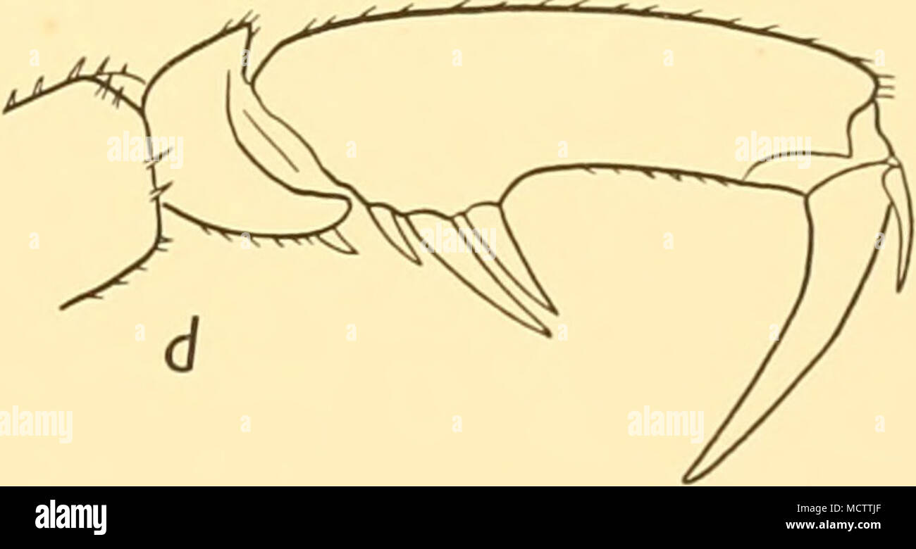 . Fig. 55. Ammothea calmani, n.sp.: a. Palp of young specimen, h. Terminal segments of oviger of holotype. c. Terminal segments of third leg of holotype. ^. Same of young specimen, (a and*: xi5;candrf: x 10.) Oviger small but with all ten segments distinct. Third leg rather slender; femur 5-5 times as long as wide; second tibia the longest segment. Propodus with two large and one small spine on the proximal ventral margm (Fig. 55 d); the terminal segments are very similar in all four legs. Measurements {mm.) Length of proboscis ... Width of proboscis Length of trunk Length of cephalic segment  Stock Photo