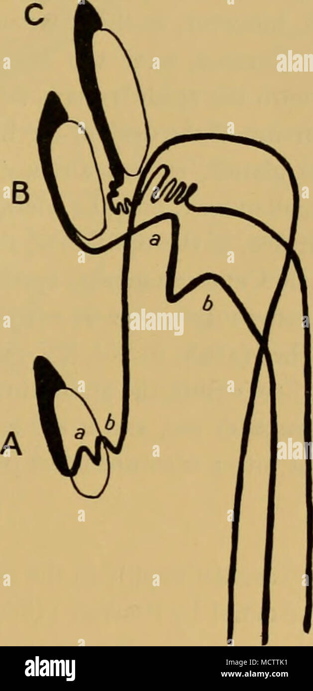 . Fig. 7. Course of the vas deferens in: A. Mesoplodon bidens (after Anthony—1922). B. Delphinus delphis (after Anthony— 1922). C. Balaenoptera physalns. (Major sinuosities only.) a and b, Bends in the duct of Mesoplodon and Delphinus believed by Anthony to be homologous. Stock Photo