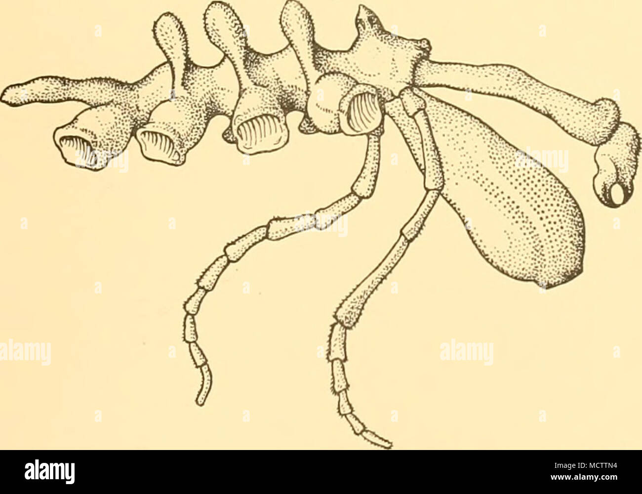 Oviger . Fig. 46. Ammothea gigantea, n.sp. Lateral view of body with ...