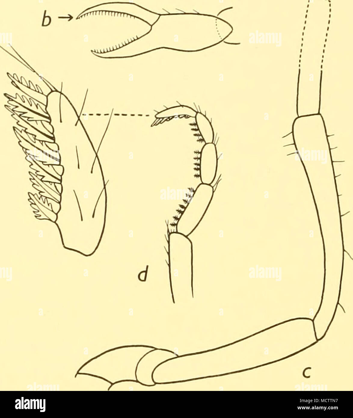. Fig. 39. HeteronymphoH kempi, gtn. etsp.n.: a. Palp. b. Chela, c. Segments 3-5 of male ovigerâ6 incom- plete, d. Segments 7-10 of female oviger with loth segment further enlargedâthe denticulate spines are not accurately represented in the smaller figure, {a and b: â : 100; c and d: x 60 and circ. 240.) segment and is considerably expanded or clubbed distally as in group II of the genus Nymphon (cf. Figs. 39 c and 27). The relative proportions of palpal segments 2-5 differ markedly from those of any Antarctic species of the genus Nymphon. Family PHOXICHILIDAE (PALLENIDAE) Genus Pallene, John Stock Photo