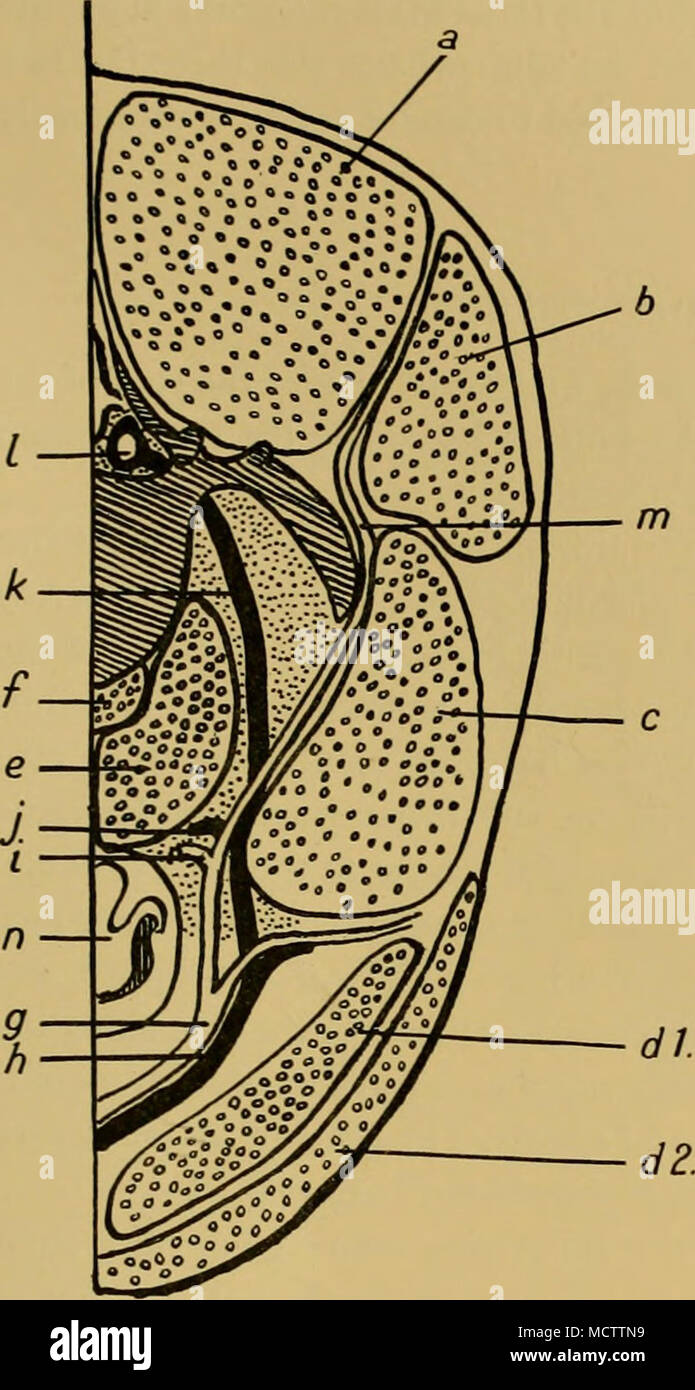 . Fig. 2. Diagrammatic transverse section through the base of the neck, showing the main mass of the Rete (dotted) and its relation to the muscles and the vertebral column. a, Semispinalis muscle b, Longissimus dorsi muscle c, Scalene muscle d 1, Sterno-mastoid muscle d 2, Sterno-mandibularis muscle e, Rectus capitis anticus major muscle /, Longus colli muscle g, Subclavian artery h, Brachiocephalic vein i, Posterior thoracic artery j, Posterior thoracic vein k, Intraspinous vein /, Neural sinus m, Ascending artery n, Trachea and oesophagus Stock Photo