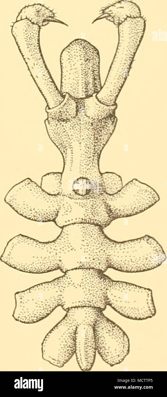 . Fig. 34. Nymphon multidens, n.sp. Holotype. Dorsal view of body with chelophores: X 16. Stock Photo