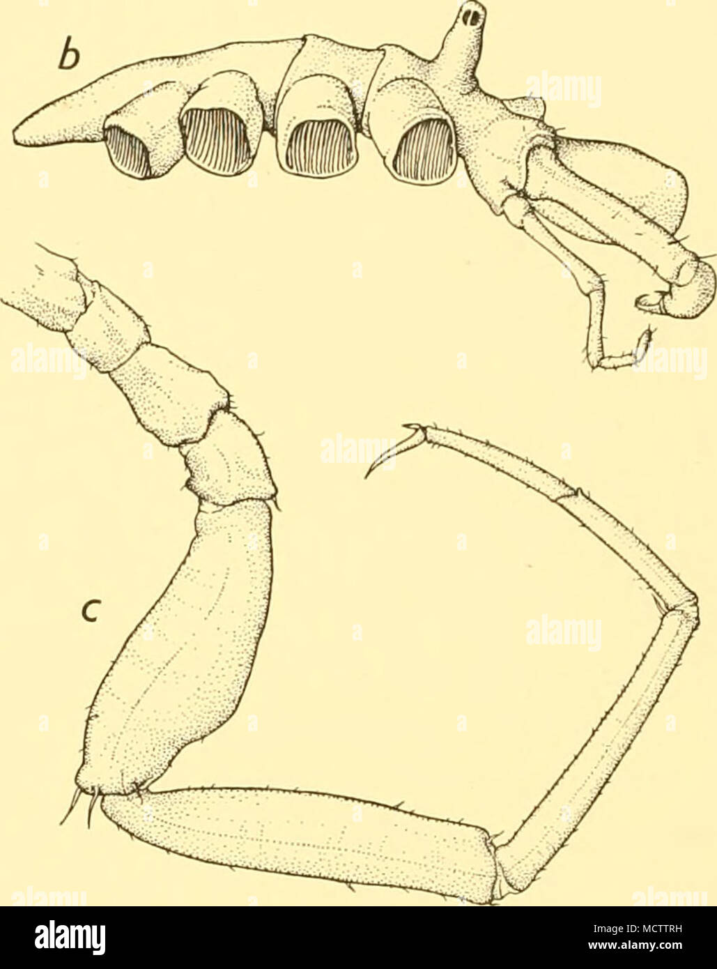 . Fig. 30. Nymphon neumayri, n.sp.: a. Holotype. Dorsal view of body with chelophores and palps. b. Holotype. Lateral view of body, with chelophore and palp. c. Third leg of female. Measurements {mm.) Length of proboscis ... Diameter of proboscis Length of trunk Length of cephalic segment Width of cephalic lobes Width across second lateral processes Length of abdomen Length of scape Length of chela Third right leg: First coxa ... Second coxa Third coxa ... Femur First tibia ... Second tibia Tarsus Propodus ... Claw Holotype ? 1-4 1-8 i-o 0-9 4-0 4-4 1-8 2-0 1-8 2-3 3-3 3-4 2-1 2'0 2-2 2-2 1-6  Stock Photo