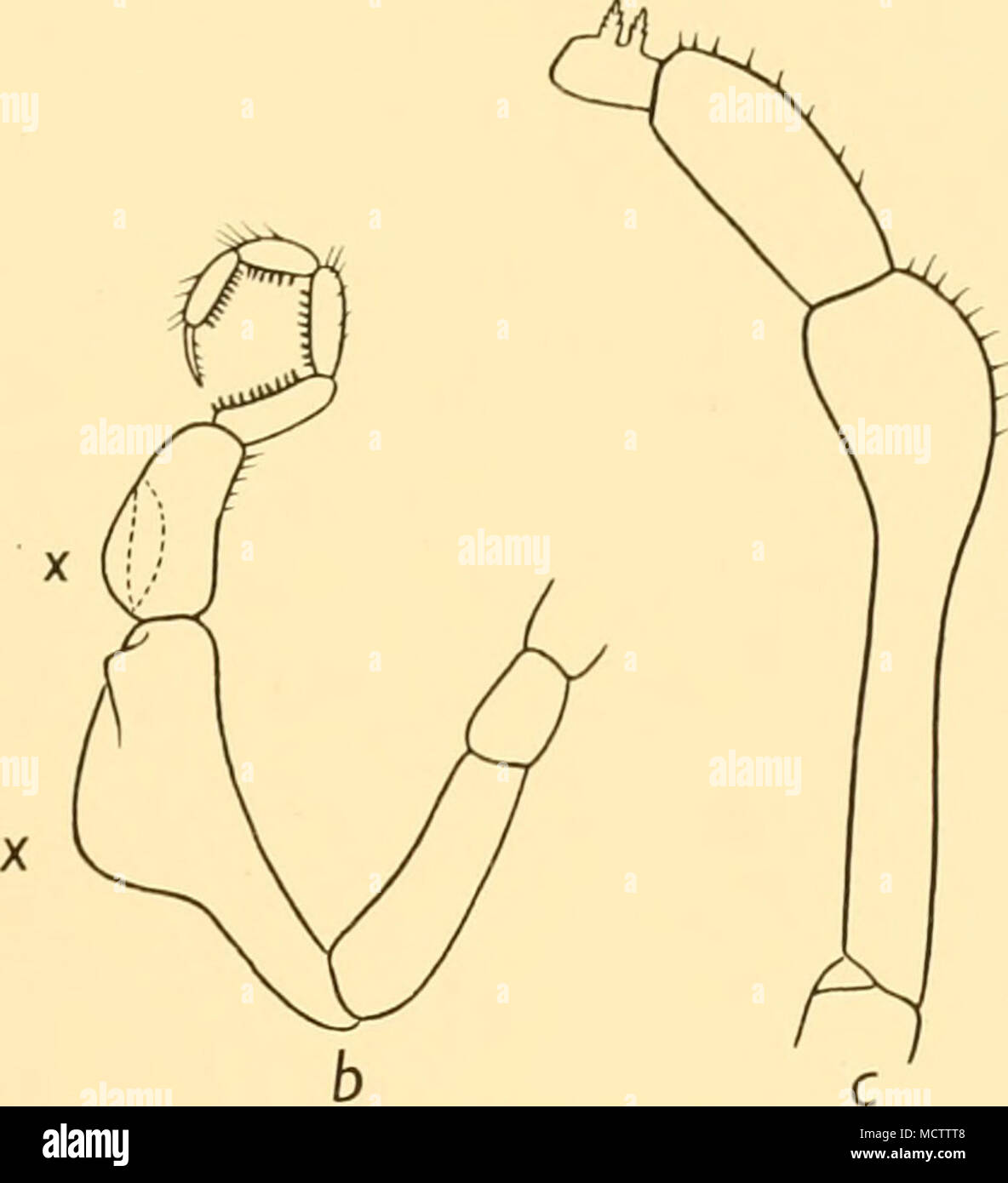 . Fig. 26. Male oviger of: a. Nymphon orcadense, Hodgson: X17. b. N. attstrale, Hodgson: x 17. Type H a; segments 5 and 6 thin-walled and inflated at x. c. Segments 5-7 of male oviger of A', brevicaudaium, Miers: &lt; 27. Distribution. Circumpolar; this is the first record of the typical australe form from the western side of the Antarctic (cf. Loman, 1923, p. 21). Nymphon orcadense, Hodgson (Fig. 26 a). Chaetonymphon orcadense, Hodgson, 1908, p. 173, pi. ii, figs. 2, 2 a. Chaetonymphon orcadense, Loman, 1923, p. 22. Nymphon orcadense. Caiman, 1920, p. 246. St. 163. 17. ii. 27. Paul Harbour, S Stock Photo