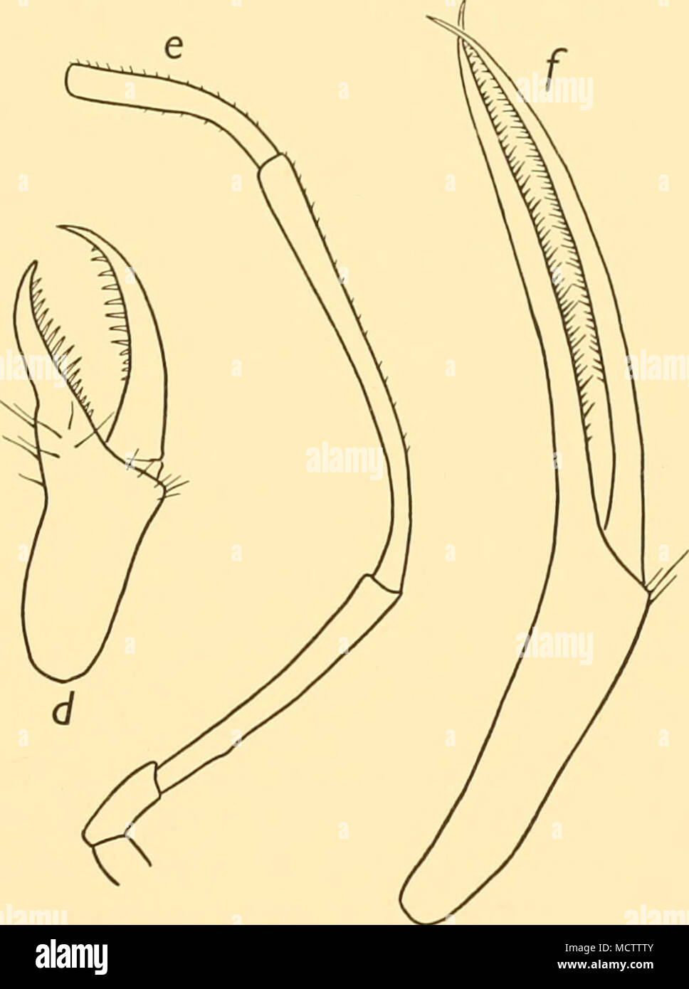. Fig. 24. NympJwn subtile, Loman: b. Terminal segments of third leg. M'Wj&amp;/;o« sp.? St. 53: rt. Terminal segments of third leg: x 47. c. Palp: x 60. (/.Chela: ;&lt; 47. Nymphon sp..' St. 181: e. Segments 2-6 of male oviger: ;&lt; 16. /. Chela: x 16. Measurements (mm.) Length of proboscis ... Diameter of proboscis Length of trunk Length of cephalic segment... Width of anterior cephalic lobes Width of neck Width across second lateral processes Length of abdomen ... Walking leg: 2-4 First coxa . 0-8 Second coxa 6-93 Third coxa . 3-4 Femur 1-22 First tibia . 0-43 Second tibia 3-6 Tarsus 0-65  Stock Photo