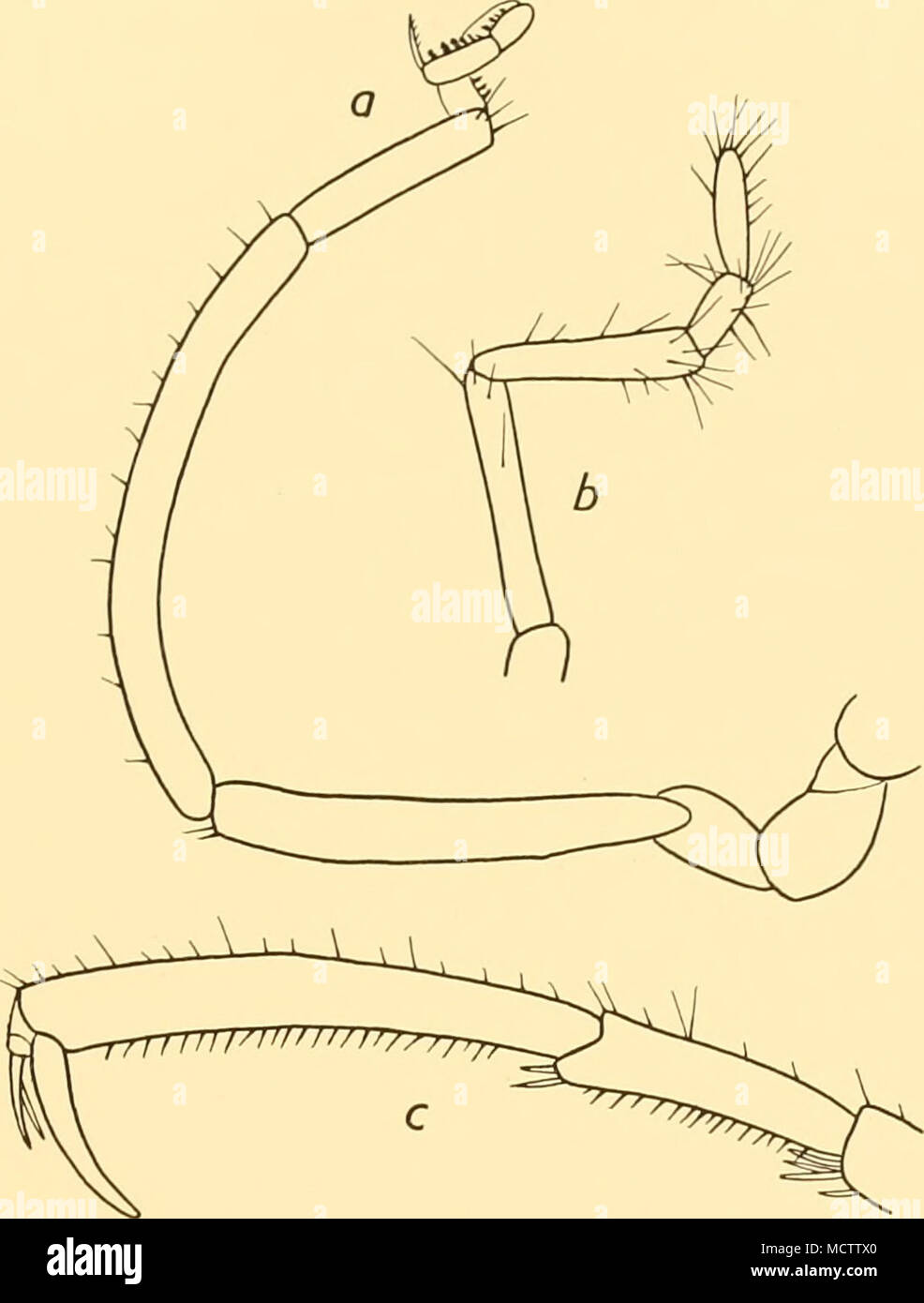 . Fig. 20. Nymphon paucidens, n.sp.: a. Oviger of holotype: X 47. b. Palp of holotype: &lt; 60. c. Terminal segments of third leg of female: x 47. Nymphon charcoti, Bouvier (Fig. 10 b). N. charcoti, Bouvier, 1911, p. 1138; 1913, p. 81, text-figs. 32-34. N. charcoti, Caiman, 1915, p. 29. A'', charcoti, Loman, 1923, p. 15. St. 39. 25. iii. 26. East Cumberland Bay, South Georgia, from 8 cables S 81° W of Merton Rock to 1-3 miles N 7° E of Macmahon Rock, 179-235 m.; gy. M. Large otter trawl: 17 specimens, including ovigerous and larvigerous $$, several with encrusting Polyzoa. St. 42. I. iv. 26. O Stock Photo