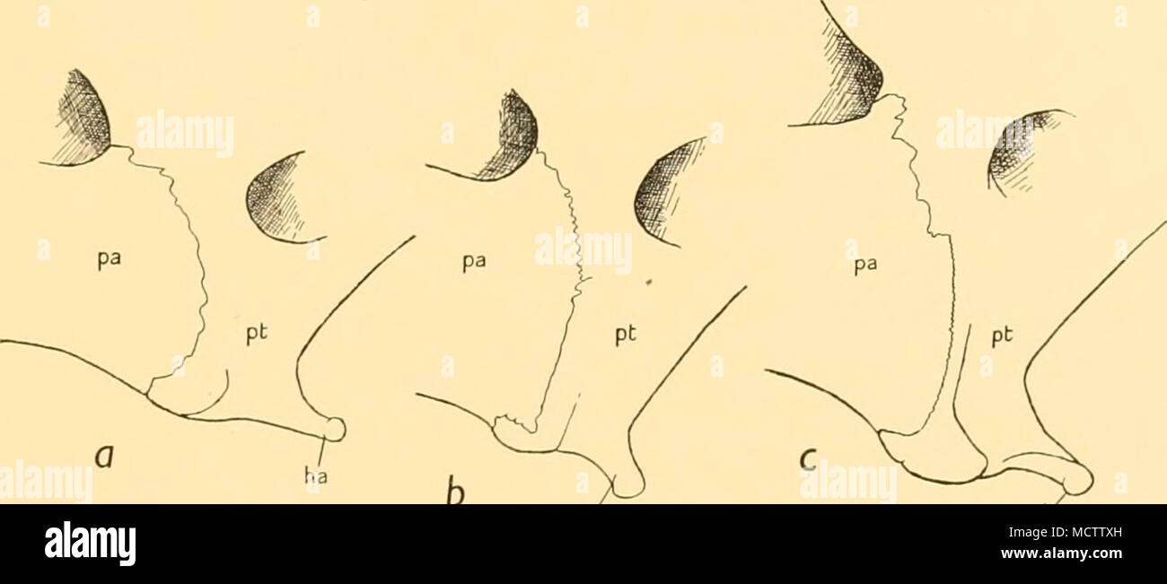 . 0 ,/ ^-^^  c , ha ha Fig. 7. Pterygoid regions of three skulls of female sea lions. a. Third year, specimen No. 1061. b. Fourth year, specimen No. 1023. c. Fifth year, specimen No. iioo. In each figure: ha = hamular process; pa = palatine hone; pt = pterygoid bone. palatine. The hamular processes are still comparatively slender and the palate begins to assume the laterally contracted form characteristic of the adult (Fig. 76; Plates XI, XII, XIII, figs. 4). FIFTH YEAR. Total length 231-0 mm., being 14-8 per cent of the body length; zygo- matic width 128-3 mm. and hamulo-premaxillar length 1 Stock Photo