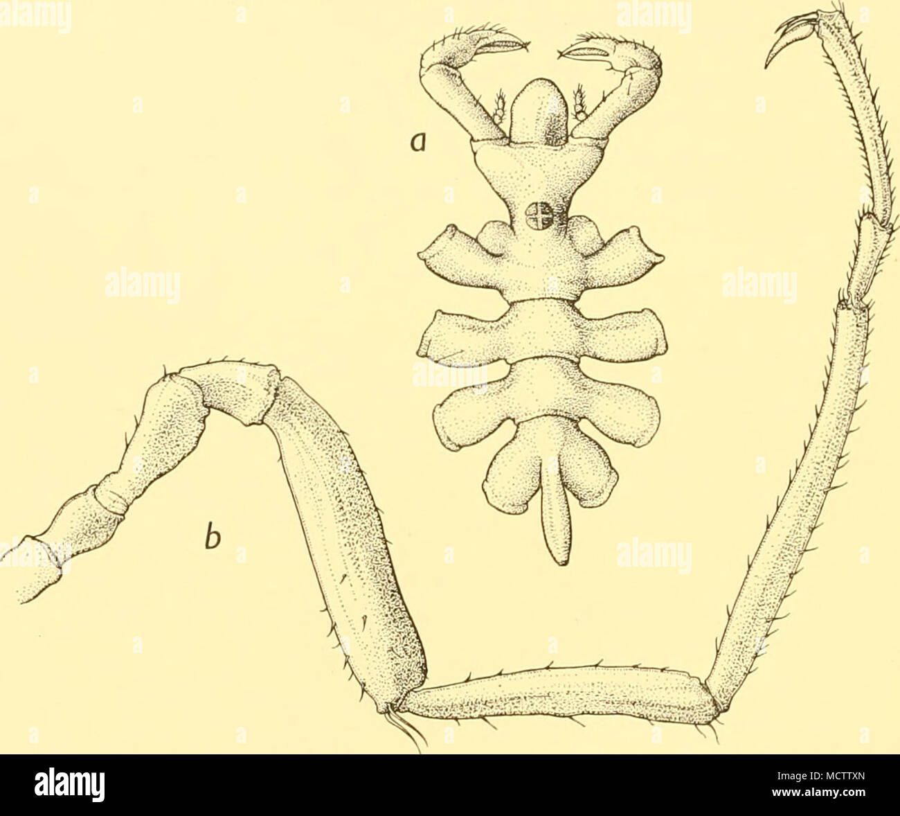 . Fig. 16. Nymphon pfefferi, Loman: a. Dorsal view of body of male from St. 141, with chelophores and palps: x 40. b. Third leg of female from St. 149. Description of male. Trunk with lateral processes separated by their own diameter as a rule. Neck short, almost entirely occupied laterally by the base of the oviger; cephalon much expanded anteriorly. Ocular tubercle low, wide, rounded; eyes con- spicuous. Setae absent (Fig. 16 a). Proboscis short; subequal to, or shorter than scape, and half to three-fifths of cephalic segment. Abdomen long, slender; reaching to distal end of first coxa; elev Stock Photo