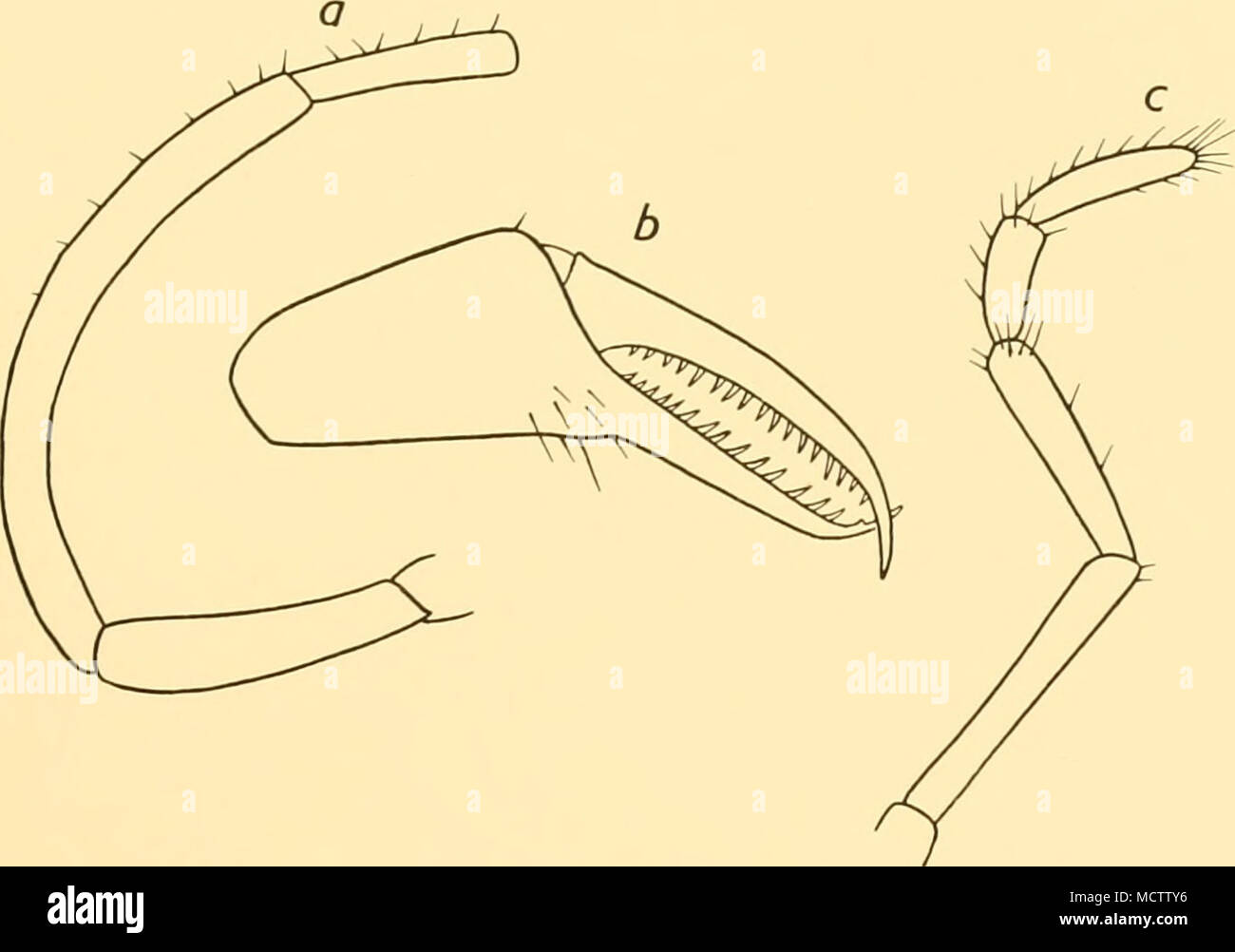 . Fig. 14. Nymphon subtile, Loman: a. Segments 4-6 of male oviger. b. Chela, c. Palp. Stock Photo