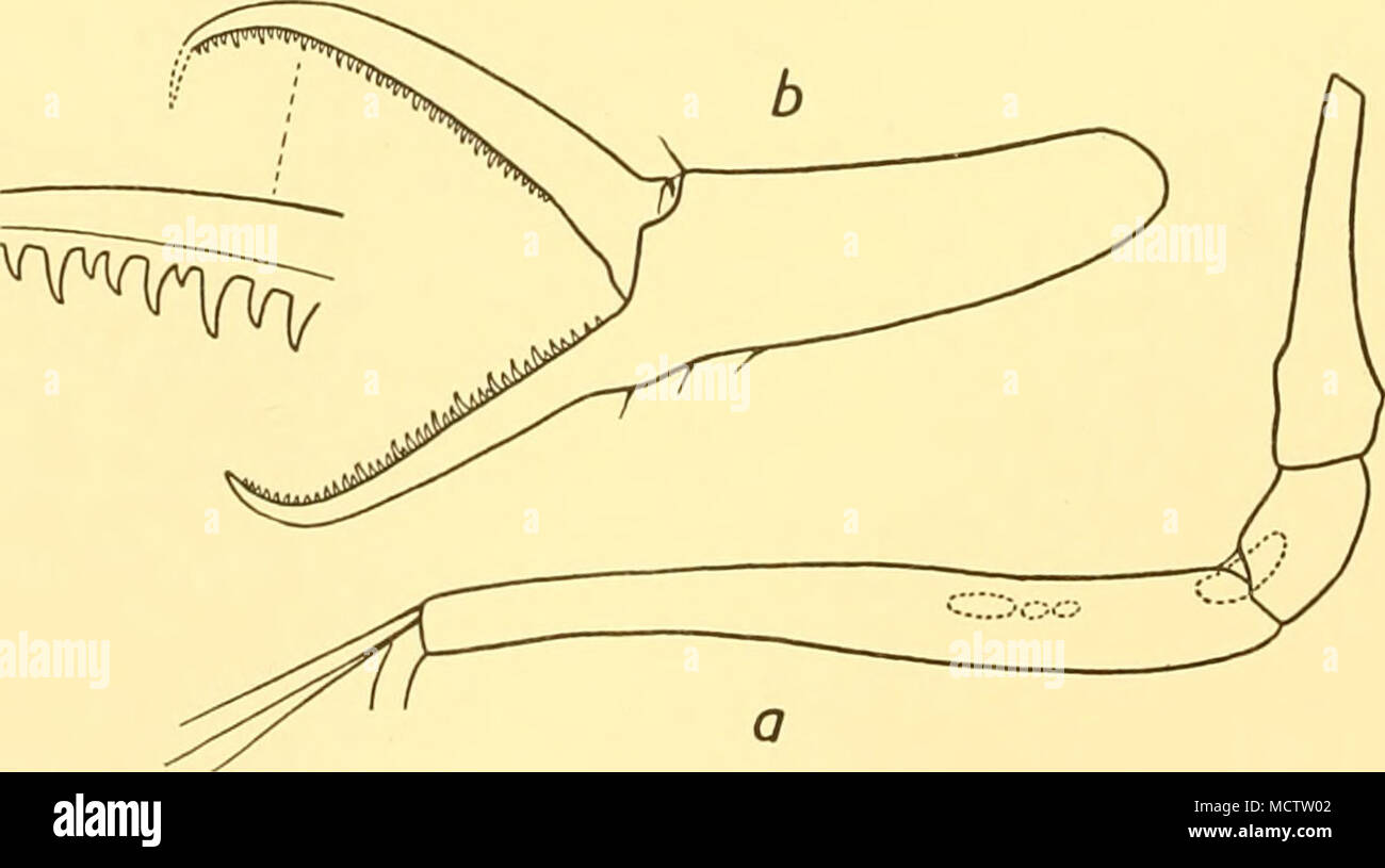 . Fig. 11. Nymphon tenuipes, Bouvier. a. Femur and two distal coxae of third leg of female: x 20. b. Chela x 60. Stock Photo