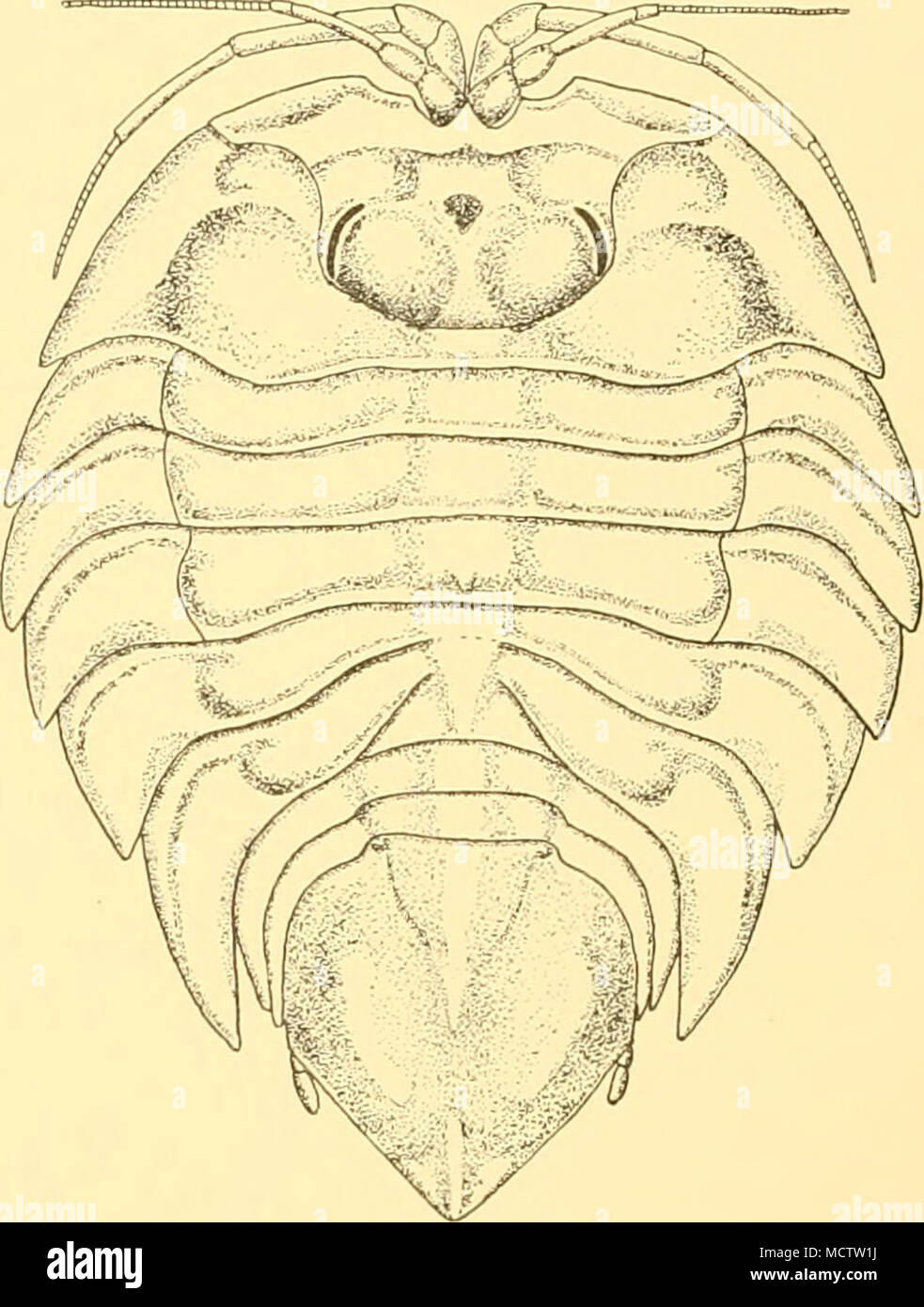 . Fig. 18. Serolis platygaster, n.sp., cJ: x 4- which is more deeply pigmented than is the rest of the body. The eyes are very small in proportion to the size of the body, postero-lateral in position, about a third of the length of the head, and very narrow; they contain black pigment. As in all Serolidae, the second thoracic segment is united with the head. The lateral portion bears a low ridge extending from near the posterior angle of the eye; it runs first in a transverse direction outwards, and then branches, with one branch curving forwards and disappearing on the antero-lateral margin o Stock Photo