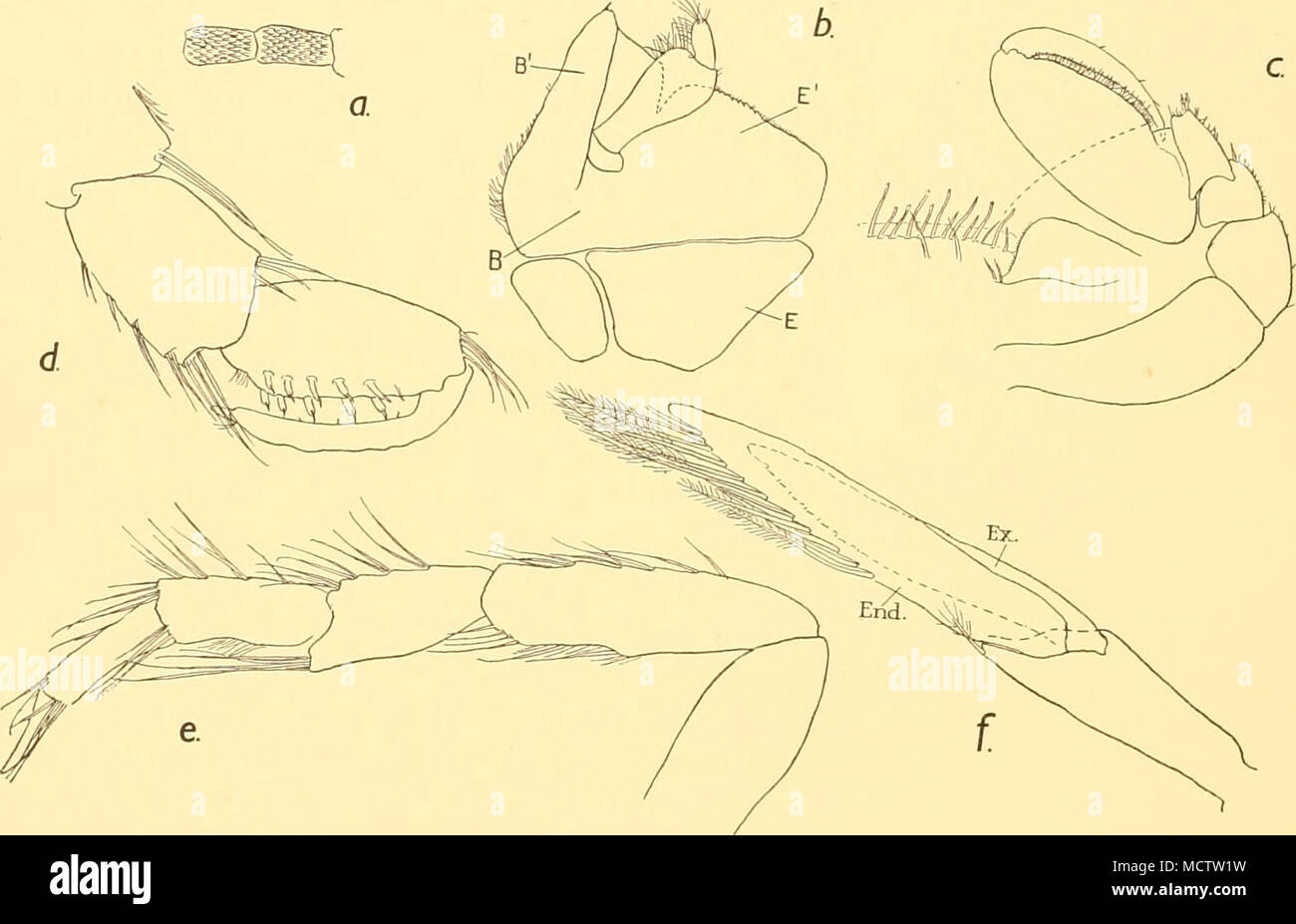 . Fig. 17. Serolis nototropis, n.sp. a, two joints of the antennal flagellum, to show the conical scales, b. maxilliped of ^: x 50. c, second thoracic appendage of (J: x 64. d, third thoracic appendage of (J: x 90. e, fourth thoracic appendage of (J: X 67. /, uropod: x 83. The type of maxilliped met with in this species (Fig. 17 6) is intermediate between that of S. exigua, Nordenstam, and that of S. schythei, LiJtken. The endopod springs from the middle of a plate-like structure consisting of the basipodite [B) plus its endite {B') and its lamella (£&quot;): distally the endite and the lamell Stock Photo