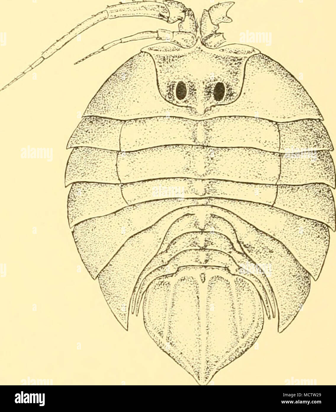 . Fig. 16. Serolis nototropis, n.sp.,?: x 10. Stock Photo
