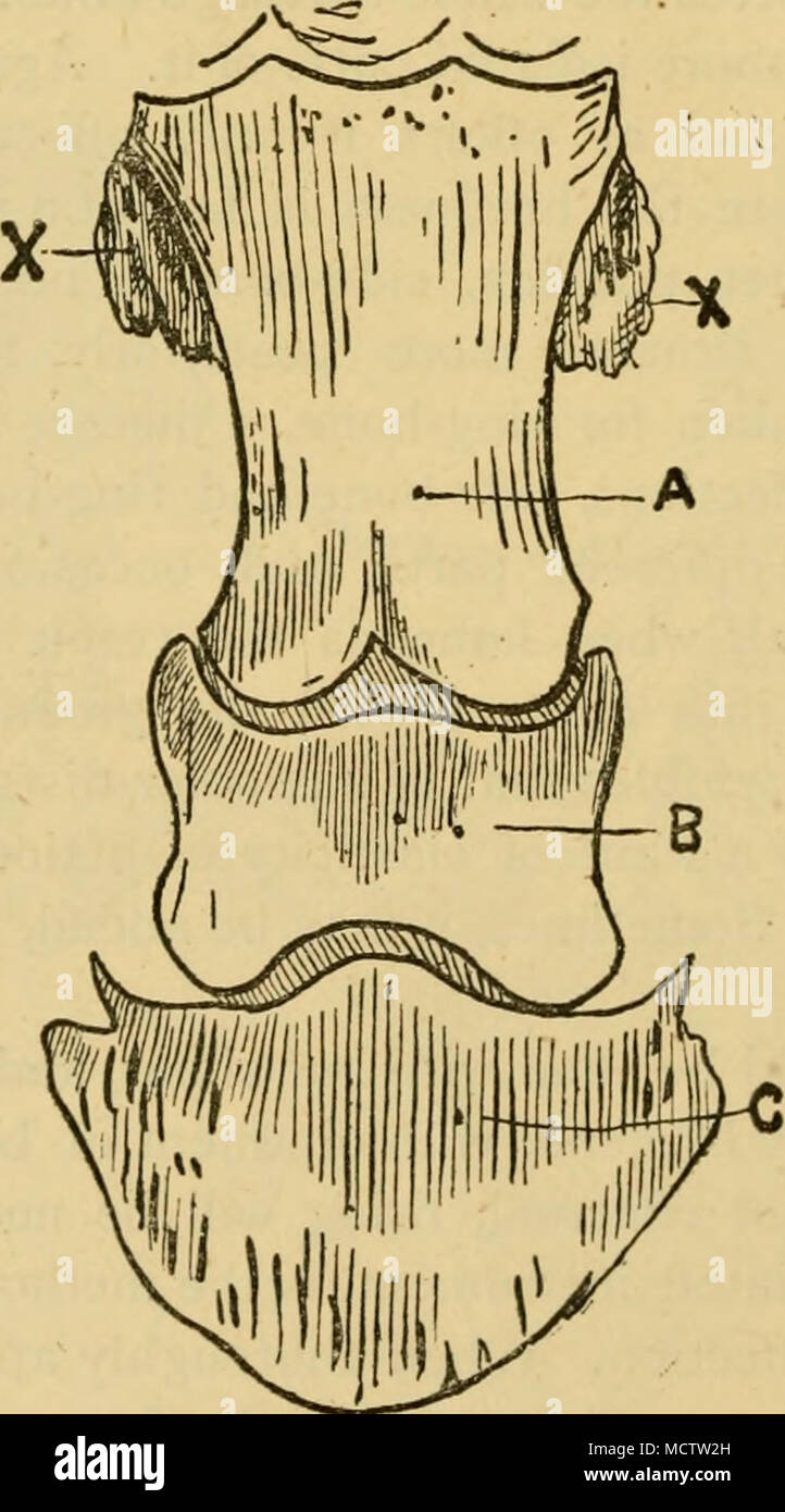 . In the figure A is the long pastern bone, B is the short one, and C
