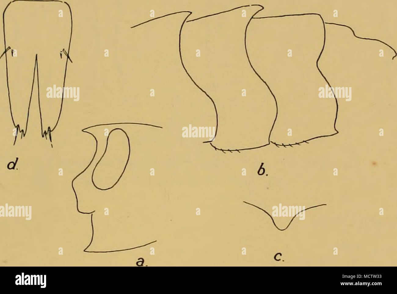 . Fig. 129. Paramoera bidentata, n.sp. a. Head. b. Pleon segments 1-4. c. Dorsal view of tooth on segment 2. d. Telson. Remarks. Similar to edouardi as regards integument, telson, and pleon segment 3, but separated by the head, dentate pleon segments 1 and 2, broader gnathopods, and oblong 2nd joints of peraeopods 3-5. Although not represented in the Discovery collection, it is convenient to describe this species alongside other species of the genus. Stebbing, 1906, pp. 364, 729. Schellenberg, 1926, p. 363. Stebbing, 1906, pp. 421, 732. Barnard, 1916, p. 189. Family GAMMARIDAE Genus Melita, Le Stock Photo