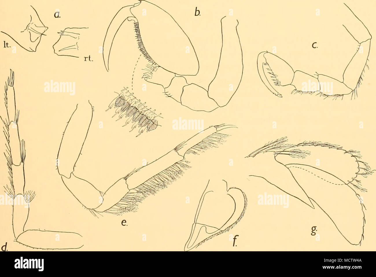 . Fig. 6. Serolis kempt, n.sp. a, cutting edges of mandible: x 24. b, second thoracic appendage of (J: x 24. c, third thoracic appendage of adult (J: x 24. d, fourth thoracic appendage: x 24. e, eighth thoracic appendage: x 24. /, fourth pleopod: x 15. g, uropod: x 30. Stock Photo