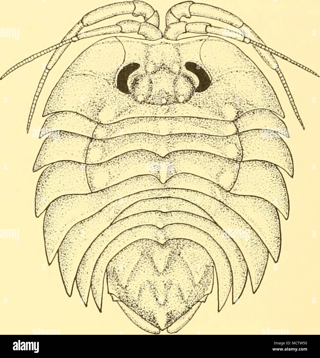 . Fig. 5. Serolis kempi, n.sp., ^: x 6. Description. This collection contains adult males and females, the latter in both the breeding and non-breeding phase. An adult male measures 15 mm. in length and 14 mm. in breadth, and an adult female 15 mm. in length and 13 mm. in breadth. The body (Fig. 5) is broadly oval, slightly longer than broad and slightly keeled. The head is about one and a half times as wide as long, shield-shaped in outline, with a very small rostral process between the bases of the antennules: behind this process a well-marked trans- verse ridge extends laterally to the side Stock Photo