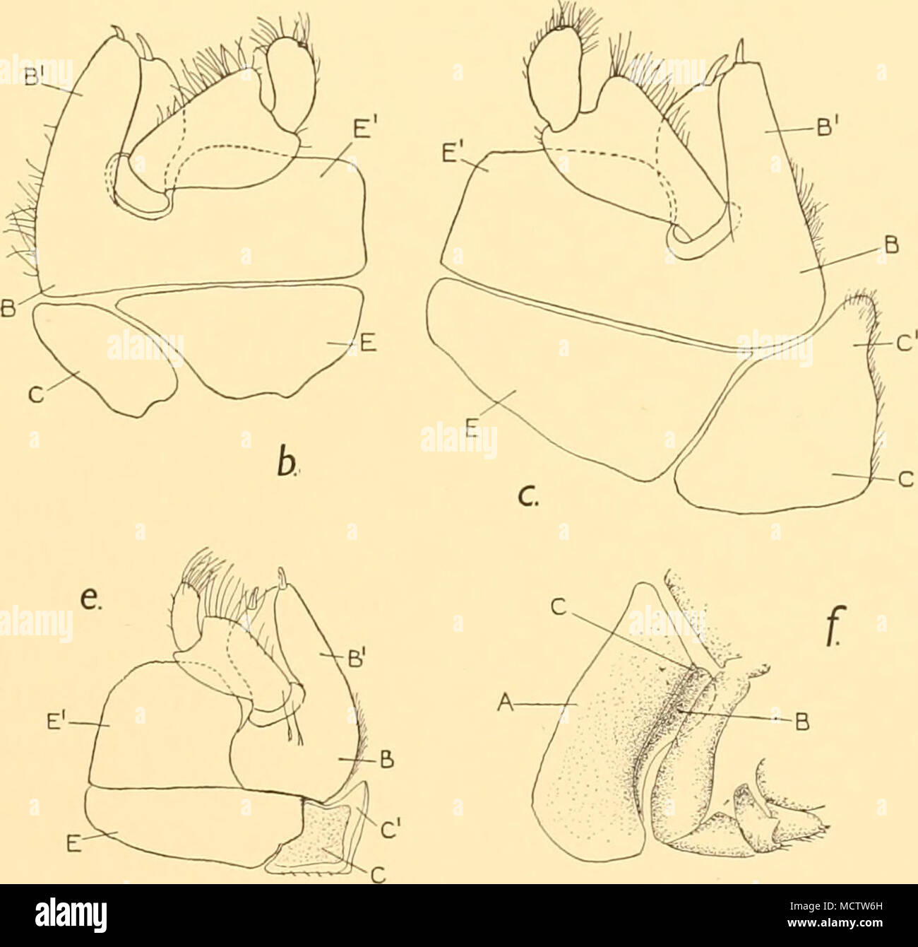 . Fig. 2. The maxilliped, etc., of species of Serolis. a, maxilliped of S. exigua, Nordenstam : x 87. 6, maxilliped of S. schythei, Liitken, S- x 20. c, maxilliped of S. schythei, Liitken, $: x 25. d, maxilliped of S. glacialis, Tattersall, 65. e, maxilliped of S.glacialis, Tattersall, $: x 65. /, ventral view of left second thoracic appendage and its associated brood lamella in a breeding $ of S. discoverii, n.sp.: x 35. more difficult to explain, and Dr Caiman, who has very kindly examined the prepara- tions of the maxillae of these two species, is inclined to believe that the condition seen Stock Photo