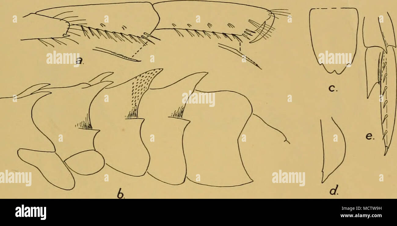 Uropod Rami . Fig. 102. Austropleustes cuspidatus, Brnrd. a. Gnathopod 1. b ...