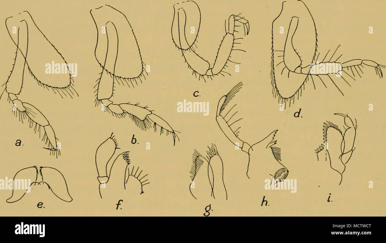 . Fig. 84. Plivlluropus capensis, n.g., n.sp. a. Gnathopod 1. b. Gnathopod 2. c. Peraeopod 1. d. Peraeopod 2. e. Lower lip. /. Maxilla 1. &quot;. Maxilla 2. /;. Mandible, i. Maxilliped. margin, pale (as preserved). Side-plates 1-4 deeper than long, serrulate and setose on their lower margins, 3 much smaller than 2 or 4, the latter larger than either 1 or 2, ovate, shallowly excavate on hind margin proximally; side-plates 5-7 longer than deep, 5 feebly bilobed, the lobes subequal, 6 with slightly concave lower margin. Pleon seg- ments 4 and 5 slightly gibbous posteriorly, but not dentiferous, t Stock Photo