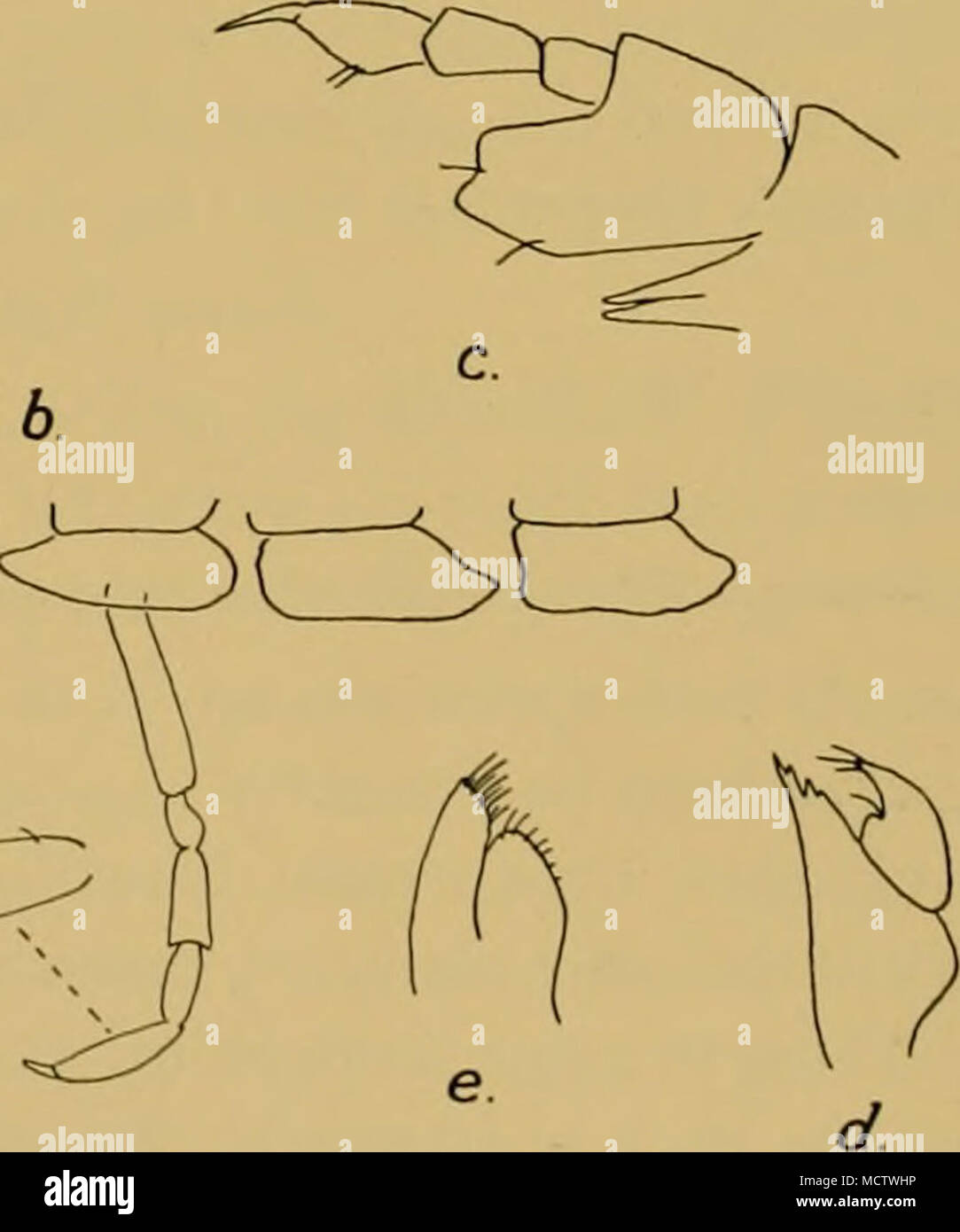 Uropod Rami . Fig. 63. Colomastix fissilingua, Schell. a. Telson and uropods 2 and ...
