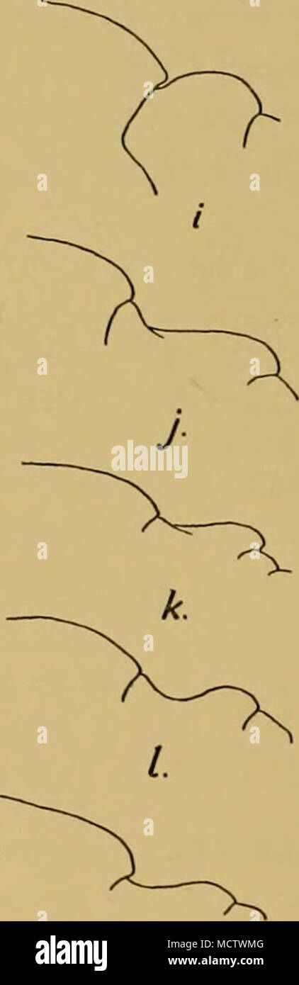 . m Fig. 27. Dorsal profiles of pleon segments 3 and 4 (also segments 5 and 6 in a) of species of Orchome- nella and Orchomenc. a. Orchomenella acanthurus, Schell. b. abyssorum (Stebb.). c. rolundifrons, n.sp. d. macronyx, Chevr. e. rossi (Wlkr.). /. charcoti (Chevr.). g. cavimanus (Stebb.). /;. zschauii (Pfr.). i. nodimanus (Wlkr.). ;'. pinguides, Wkr. k.franklini, Wlkr. /. chelipes, Wlkr. m. Orchomene goniops, Wkr. (Figs, i-tn are from drawings from the type specimens in the British Museum kindly made by Dr I. Gordon.) As Stebbing says in his key (1906, p. n) there are no constant differen Stock Photo