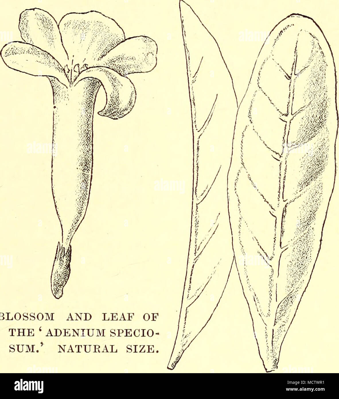. BLOSSOM AND LEAF OF THE ' ADENIUM SPECIO- SUM.' NATURAL SIZE. Primulace^: 101. Lysimachia Quartiniana, A. Kich. Ndoro, Northern Kikuyu, 6,350 feet. Stock Photo