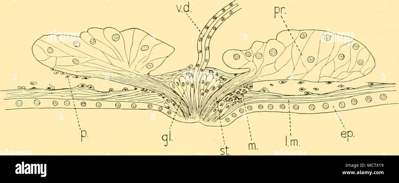 . Fig. 4. Marioninagrisea; prostates and 