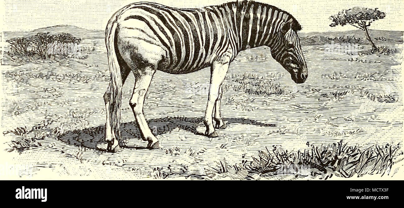 Zebra Legs Drawing by H TOMEH