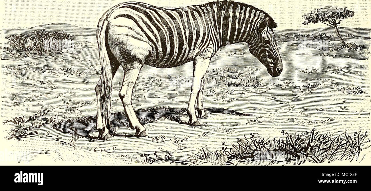 Equus Burchellii Equus Grevyi 2 Which Occurs Chiefly In North East Africa It Resembles In Form The True Zebra But It Is Often Bigger The Head Is More Like That Of A Donkey