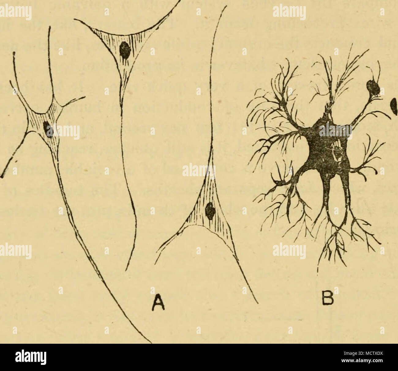 . In the above figures, A shows some nerve cells of dilTerent shapes. I&gt; shows a stellate cell from a developing animal, magnified 400 diameters. When a cerebro-spinal nerve is irritated by pinching, there is either pain manifested, or there is twitching of one or more muscles, to which the nerve distributes its fibres. From various considerations, it is certain that pain is- always the result of change in the nerve cells of the brain. Therefore, in such experiments as those referred to, it seems to the experimenter that the irritation of the nerve-fibre is conducted in one of two direction Stock Photo