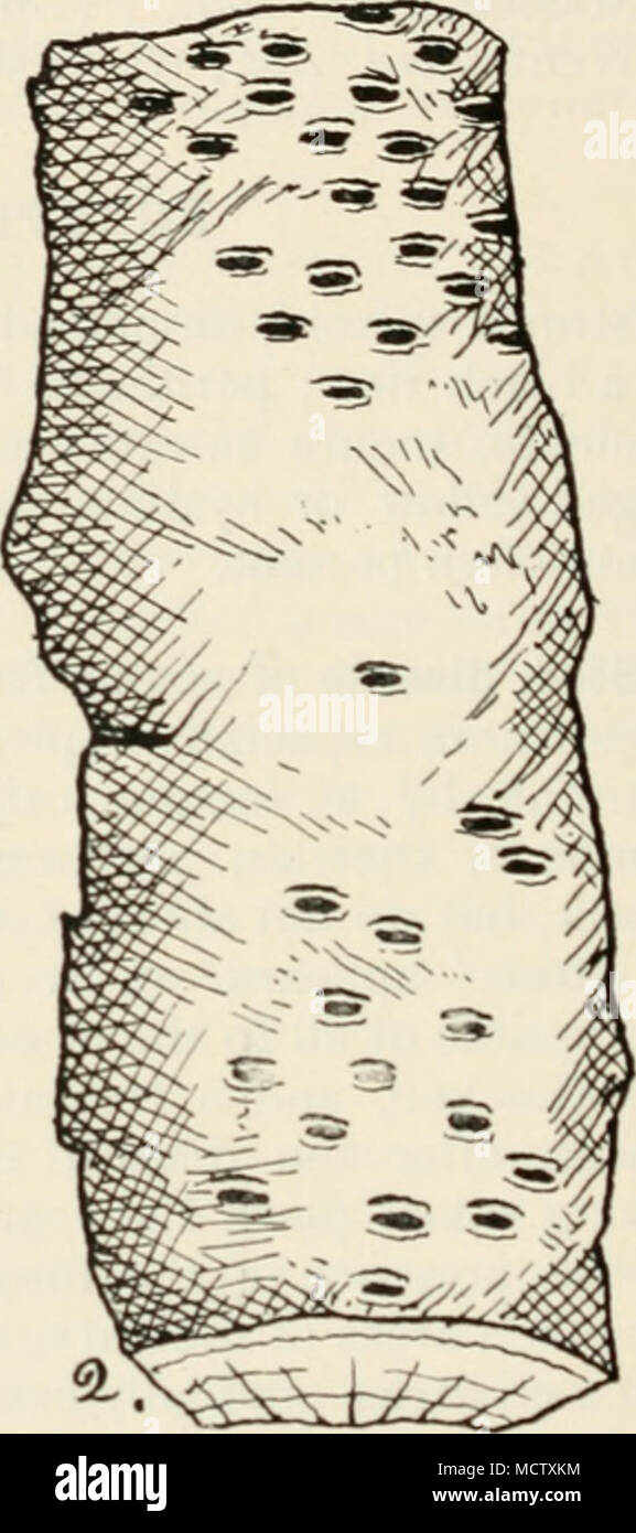 . Fig. 43.—Eutypellii prunastri. i, portion of stem of young plum-tree show- ing conidial stage of fungus ; 2, portion showing a.scigcrous stage on the dead bark. especially when the soil is inclined to be stiff. Under such circumstances numerous large lenticels are formed on the stem, and I have found by experiment that if spores of the conidial condition of the fungus are applied to such lenticels during damp weather infection follows. To guard against infection from air-borne spores, cover the trunk and branches with a mixture of lime and soft-soap. Diseased trees should be removed and burn Stock Photo