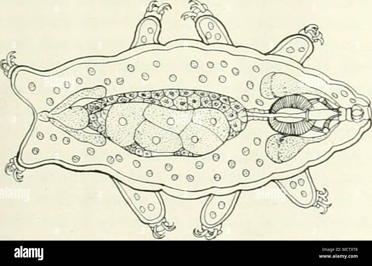 . Fig. 2.—a tardigr.de, showing internal org.ns. in such a Manner as to bring its Food to it. But sometimes it will remain a long While in the Maggot Form and not shew its Wheels at all.&quot; Still another group of animals very wideh&quot; distributed are the threadworms or Nem.^todes. Some of these live freely in the earth or water, but a great number of them are parasitic or live inside the bodies of other animals or plants. Amongst the parasites of the latter is the threadworm which causes the ear-cockles in corn. These cockles are brown or purple galls or tumours which replace the grain Stock Photo