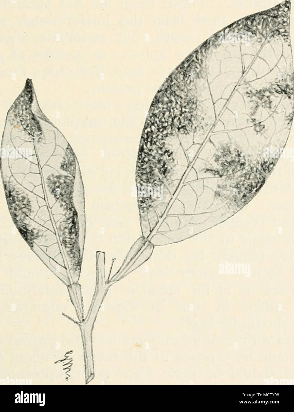 . Fig. 42.—Meliola Penzigii. Sooty mould of orange and citron, on orange leaves. Nat. size. 2-8-spored ; spores 2-5-septate, sometimes muriform, hyaline or coloured. Sooty mould of orange.—This disease is more or less prevalent wherever the orange is cultivated. In Europe and the United States the injury is usually attributed to Meliola Stock Photo