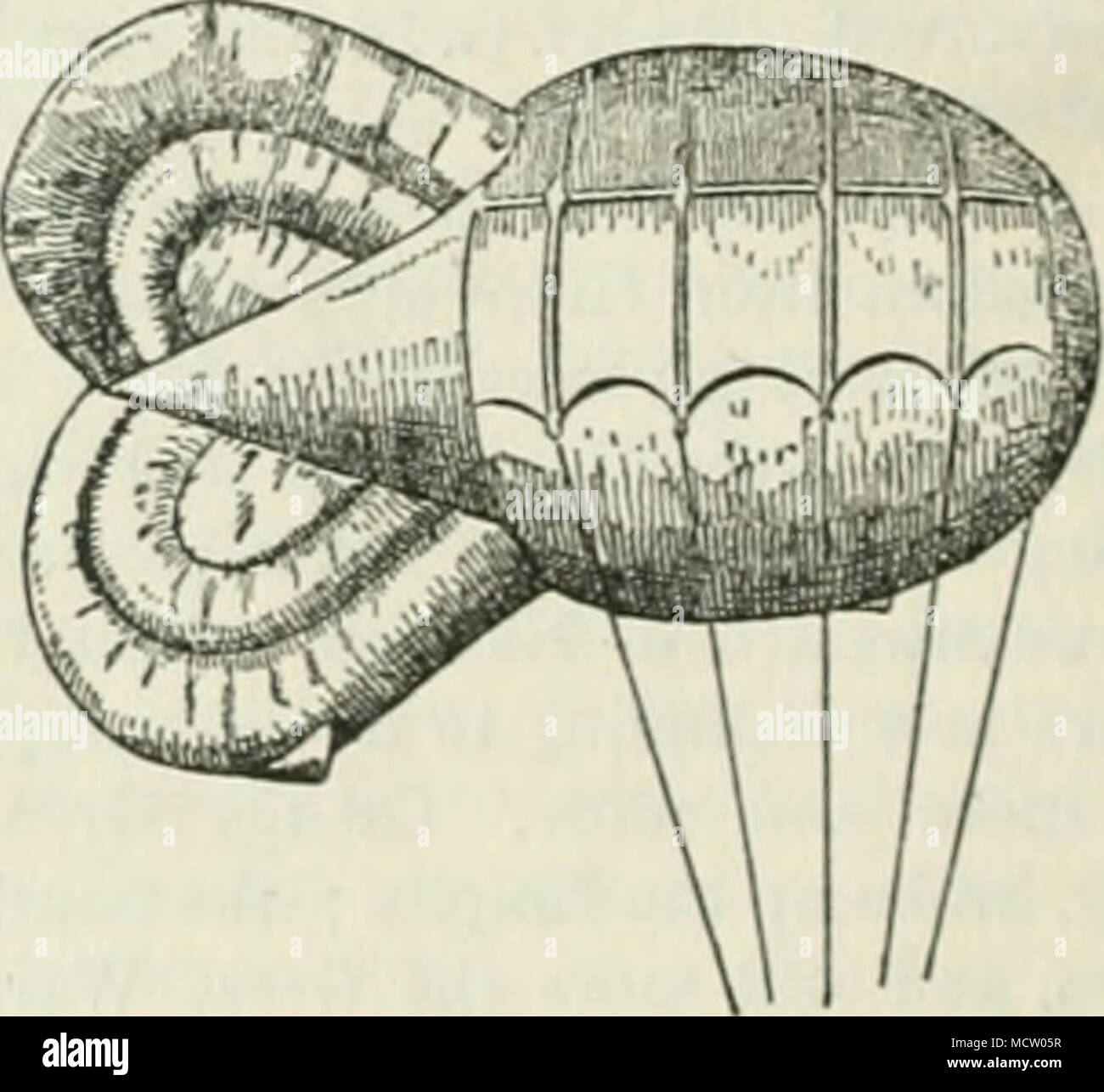 . FIG. 3.—ITALIAN. been found more convenient. During the war much valuable work was accomplished at sea in convoying ships, a lookout being kept for the wake of a sub- marine by the balloon observer. A submarine can be seen beneath the surface just as fish can be seen in a clear pond. The balloon is towed by a ship, usually a destroyer or a boat of the new &quot; p &quot; class, the observers in the balloon being in telephonic com- munication with the ship by means of a wire in the core of the cable. Messages may thus be sent with- out delay, enabling the ship on occasion to know the exact pl Stock Photo