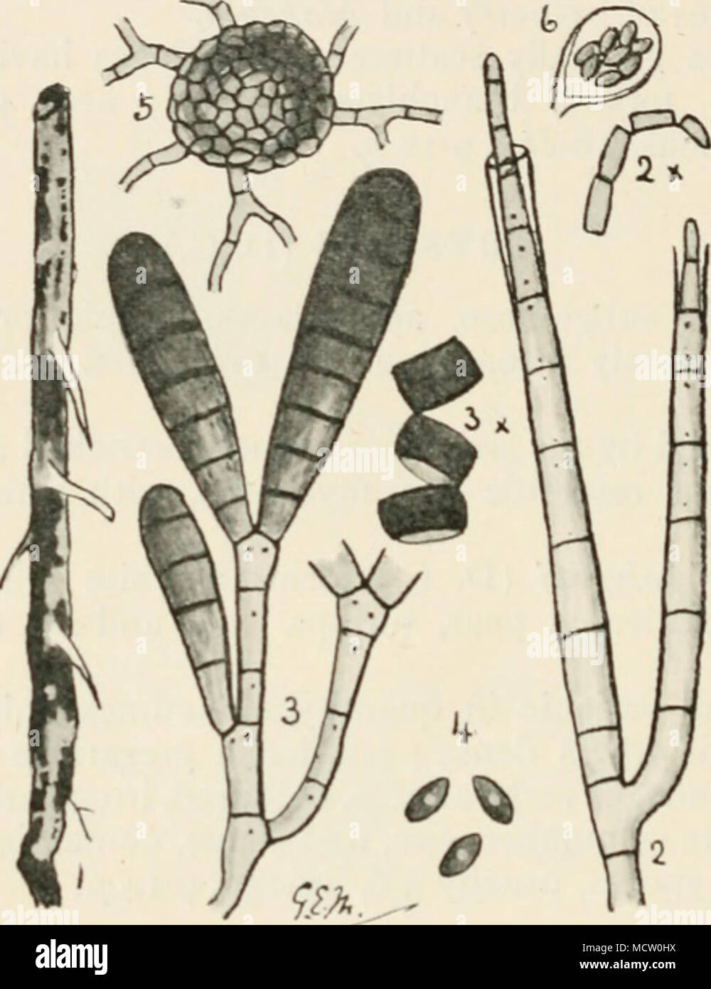 . l-&quot;i(j. .— Thielavia basicola. i, diseased pea root; 2, portion of first conidial stage {Miloiuia) ; 2 X , free conidia of same ; 3, second conidial stage {Torula); 3X, a conidium of same breaking u|) into cells ; 4, ;iscospores ; 5, perilhecium on winter fruit; 6, ascus containing' 8 spores, from winter fruit. Fig. I nat. size; remainder highly mag. fungus was a true parasite, and although capable of existing on manure and dead i)lants as a saprophyte, recent observa- tions and experiments have proved that under certain condi- tions, more especially on badly drained or water-logged s Stock Photo
