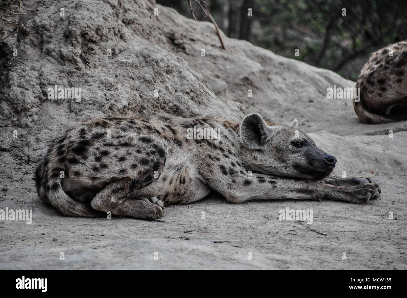 Young spotted hyena (Crocuta crocuta) is resting in front of her camp,  Kruger Park, South Africa. Stock Photo
