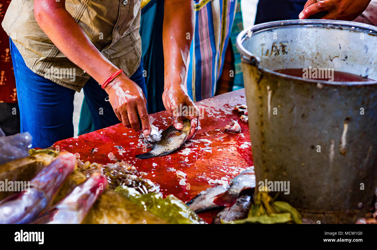 Fisherman hawker scaling fish for sale in indian fish market at kolkata