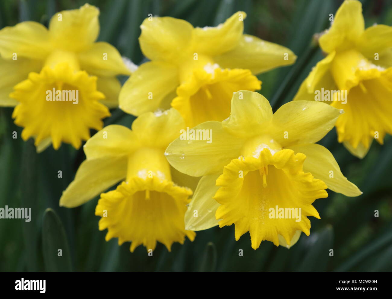 Can Daffodils Kill Dogs